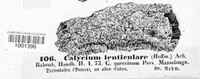 Calicium lenticulare image